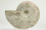 Silver Iridescent Ammonite (Cleoniceras) Fossil - Madagascar #219596-1